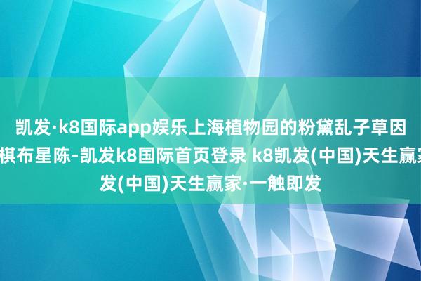 凯发·k8国际app娱乐上海植物园的粉黛乱子草因花开美丽、棋布星陈-凯发k8国际首页登录 k8凯发(中国)天生赢家·一触即发